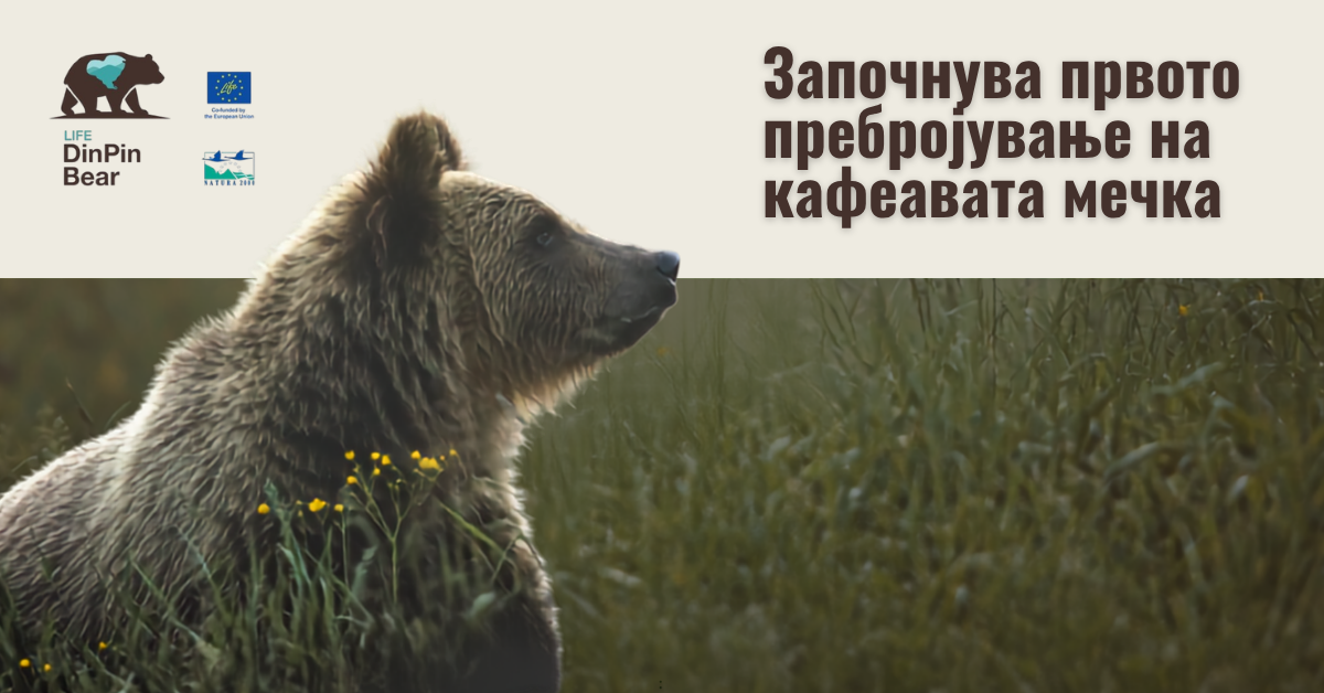 Македонија го почнува првото генетско пребројување на кафеавата мечка